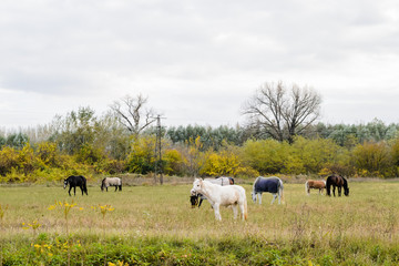 Horses on pasture