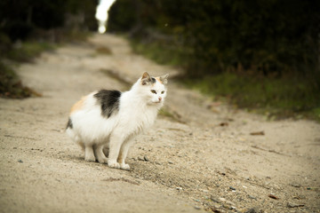 Street cat in the village
