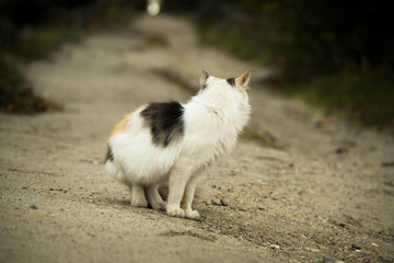 Street cat in the village