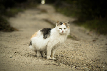 Street cat in the village