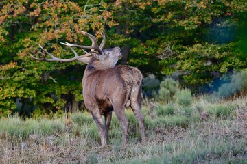 Brame du cerf 2016