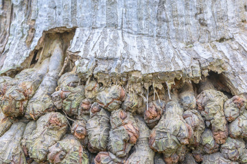 root background on palm tree