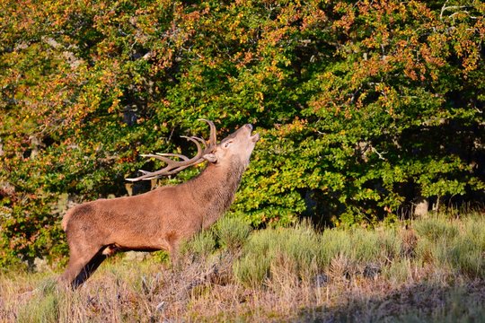 Brame du cerf 2016