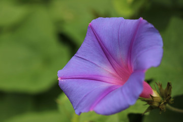 Morning glory flowers / 朝顔の花