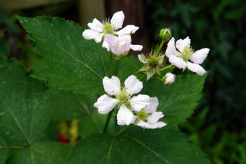 Brombeer-Blüten (Rubus sectio Rubus) in Nahaufnahme