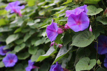 Morning glory flowers / 朝顔の花