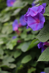 Morning glory flowers / 朝顔の花
