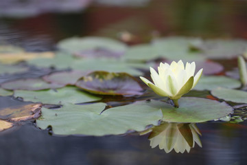 Water lily flower / 睡蓮の花