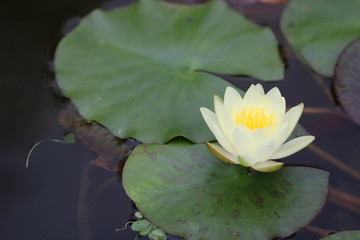Water lily flower / 睡蓮の花