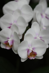 Phalaenopsis flowers / コチョウランの花