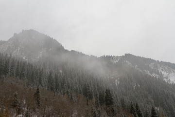 fog over the forest in the mountains