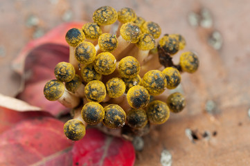 funghi freschi su sfondo di legno e foglie rosse