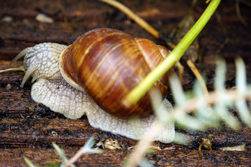 Weinbergschnecke (Helix pomatia)