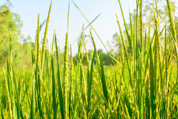 Obraz premium Green rice in farm with sunlight background