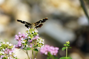 Landk&auml;rtchen (Araschnia levana) auf Minze-Kultivat (Mentha)