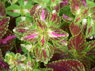 plectranthus scutellarioides