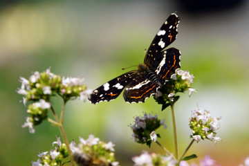 Landkärtchen (Araschnia levana) auf Minze-Kultivat (Mentha)