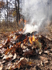 Bonfire in the forest.