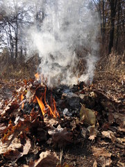Bonfire in the forest.