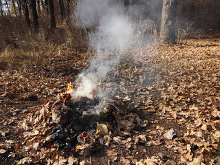 Bonfire in the forest.