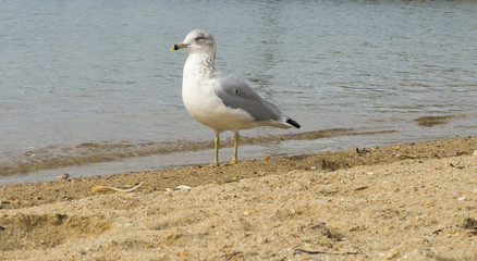 Seagull hanging out at beach