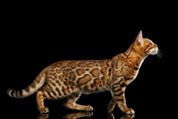 Playful Gold Bengal Cat Standing and Looking up on isolated Black Background with reflection, Side view