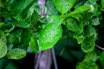 kaffir lime leaves