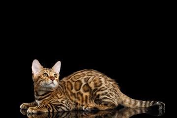Obraz premium Adorable Bengal kitten Lying and Looking up on isolated Black Background with reflection, Side view