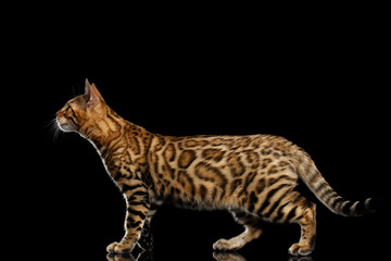 Playful Gold Bengal Cat Walking and Looking up on isolated Black Background with reflection, Side view