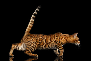 Fototapeta na wymiar Playful Gold Bengal Cat Walking and Looking Forward on isolated Black Background with reflection, Side view