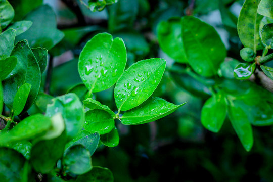 Fototapeta kaffir lime leaves