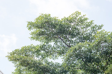 group of green leaf and sky,cloud and blue sky,green leaf from garden,green leaf make oxygen