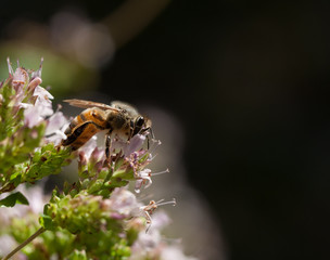 api al lavoro,apis mellifera raccoglie nettare su fiore di maggiorana