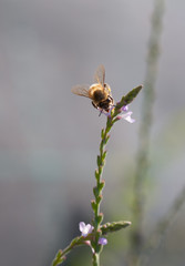 api al lavoro,apis mellifera raccoglie nettare su fiore selvatico
