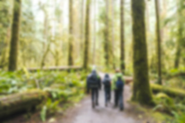 Fototapeta premium blurred,people hiking in plenty forest in Olympic national park area,Washington,usa. -blurred technique.