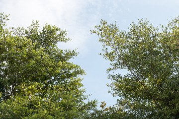 group of green leaf and sky,cloud and blue sky,green leaf from garden,green leaf make oxygen
