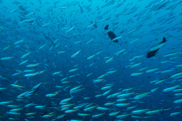 School of Bartail fusilier