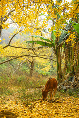 The ginkgo trees scenery in autumn 