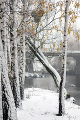 It's snowing. Early winter. Snow covered birch with yellow leaves against the backdrop of a bridge across the river. Selective focus.