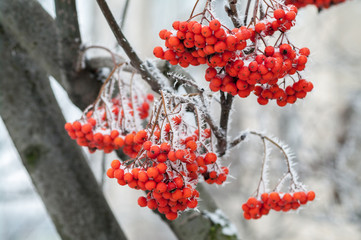 Hoarfrost on bunches of rowan on a frosty winter day.