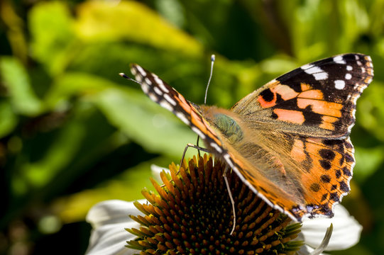 a painted lady butterfly on a echinacea flower