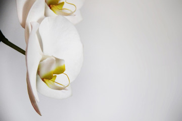 Naklejka na ściany i meble White orchids on a light background