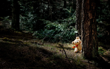 Teddy bear lost in the forest