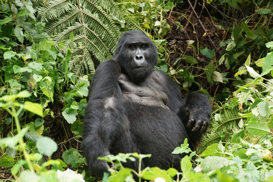  Gorilla in the Jungle