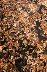 落葉の地面
