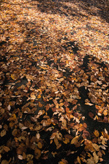 秋の落葉