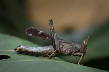 Grasshopper in Thailand. 