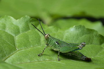 Grasshopper in Thailand. 