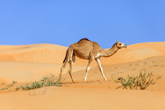 Miiddle eastern camel walking in a desert