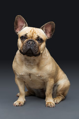 Obraz premium Beautiful french bulldog dog